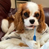 Bogey, Therapy Dog in Training